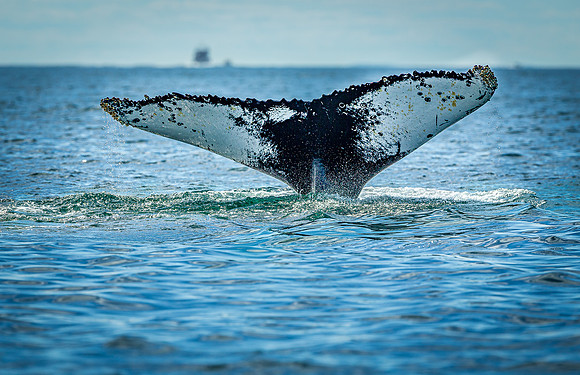 Whales on Jeffreys Ledge _2022-08-14_04-10-56_AB5W1098_@TimCardew_2022