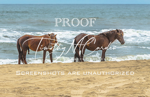 Wild Horses of Corolla with Lily & Charlie at OBX_2022-07-08_11-10-29_AB5W9632_@TimCardew_2022
