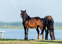 Wild Horses of Corolla, NC OBX_2022-07-04_08-02-19_IM1D8465_@TimCardew_2022