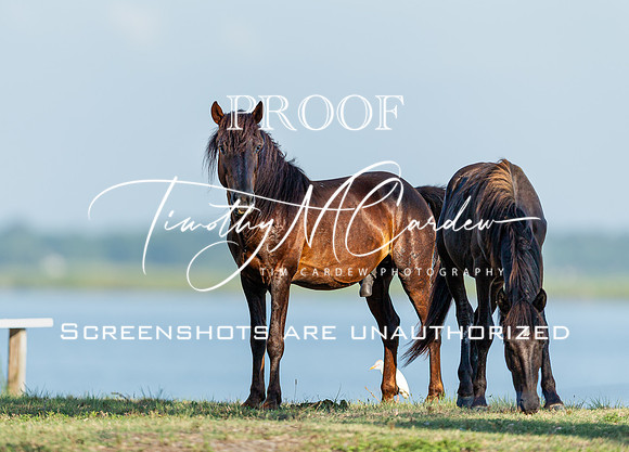 Wild Horses of Corolla, NC OBX_2022-07-04_08-02-19_IM1D8465_@TimCardew_2022