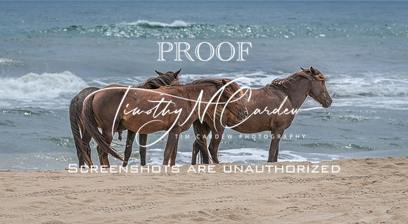 Wild Horses of Corolla with Lily & Charlie at OBX_2022-07-08_11-11-32_AB5W9659_@TimCardew_2022