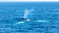 Whales on Stellwagen Bank Cape Ann Whale Watch 2025_2025-06-24_11-56-47_AB5W5733_@TimCardew_2025