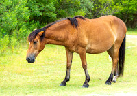 Wild Horses of Corolla with Lily & Charlie at OBX_2022-07-08_09-42-45_AB5W9189_@TimCardew_2022