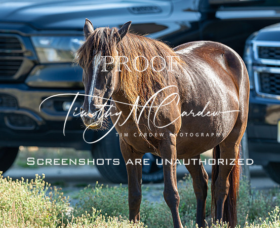 Wild Horses of Corolla, NC OBX_2022-07-04_09-07-39_IM1D8646_@TimCardew_2022