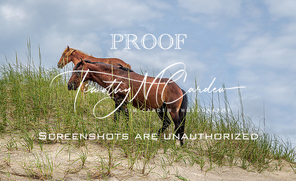 Wild Horses of Corolla with Lily & Charlie at OBX_2022-07-08_11-36-45_IM1D9726_@TimCardew_2022-Edit
