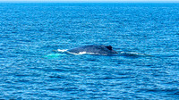 Whales on Stellwagen Bank Cape Ann Whale Watch 2025_2025-06-24_11-56-15_AB5W5727_@TimCardew_2025