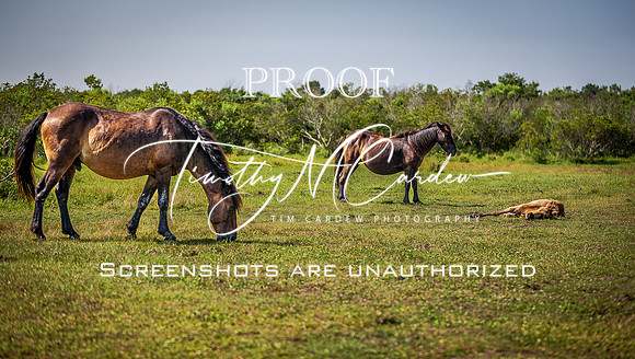 Wild Horses of Corolla, NC OBX_2022-07-04_09-59-23_AB5W8836_@TimCardew_2022