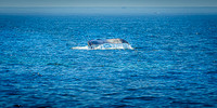 Whales on Stellwagen Bank Cape Ann Whale Watch 2025_2025-06-24_12-15-51_AB5W5896_@TimCardew_2025