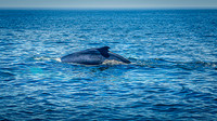 Whales on Stellwagen Bank Cape Ann Whale Watch 2025_2025-06-24_12-05-21_AB5W5838_@TimCardew_2025