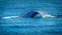 Whales on Stellwagen Bank Cape Ann Whale Watch 2025_2025-06-24_01-32-28_DT7T8748_@TimCardew_2025