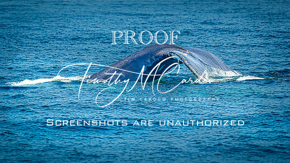 Whales on Stellwagen Bank Cape Ann Whale Watch 2025_2025-06-24_01-32-28_DT7T8748_@TimCardew_2025