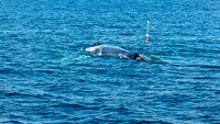 Whales on Stellwagen Bank Cape Ann Whale Watch 2025_2025-06-24_11-54-55_AB5W5708_@TimCardew_2025