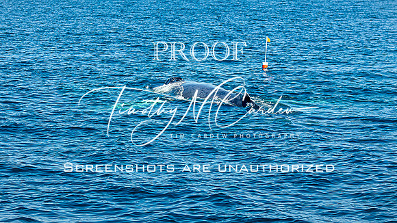 Whales on Stellwagen Bank Cape Ann Whale Watch 2025_2025-06-24_11-54-55_AB5W5708_@TimCardew_2025