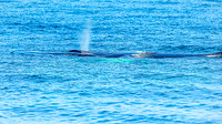 Whales on Stellwagen Bank Cape Ann Whale Watch 2025_2025-06-24_01-32-01_DT7T8721_@TimCardew_2025